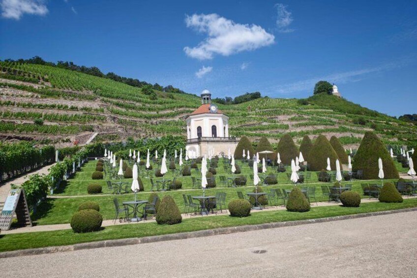 A vineyard with rows of grapevines, a white building with a red roof, and neatly trimmed hedges. 4
