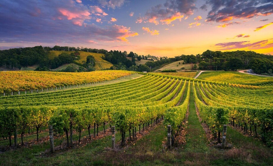 A vineyard with rows of grapevines under a sunset sky. 1