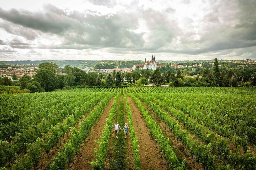 A vineyard with rows of grapevines, two people walking through, and a historic building in the background. 1