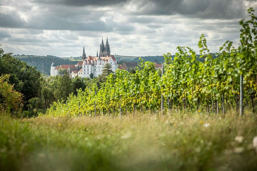A vineyard with rows of grapevines in the foreground and a historic building with towers in the background under a cloudy sky. 4