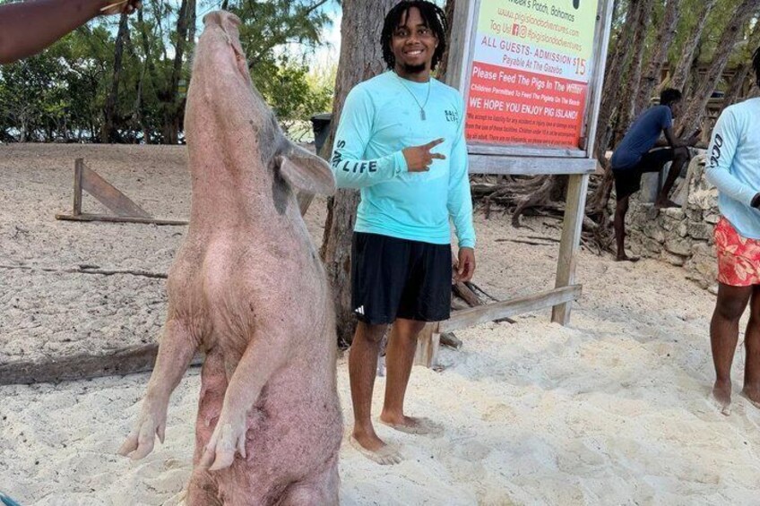 A pig standing on its hind legs, a person pointing at it, and a signboard in the background. 3