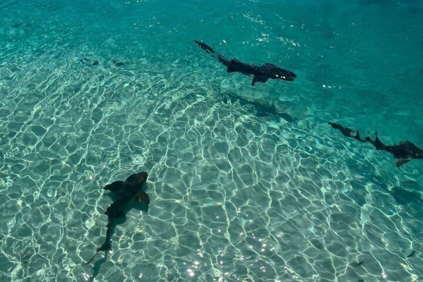 Clear water with sharks swimming. 5
