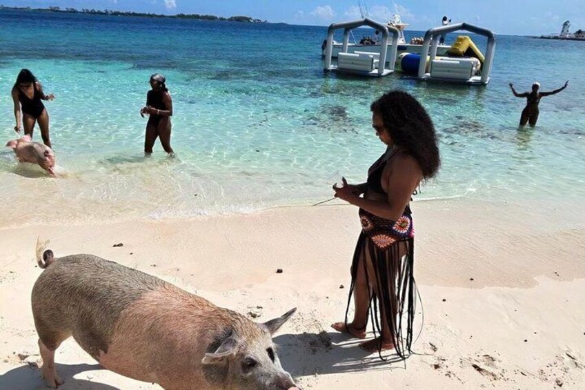 A beach with clear turquoise water, a pig, and people in the water. 2