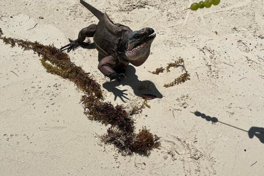A large lizard on a sandy beach with seaweed. 4