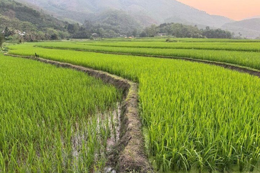 A rice paddy field with terraced rows and a narrow path between them. 2