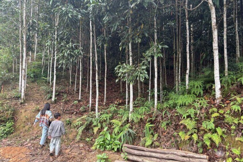 A forest with tall trees and a dirt path. 3