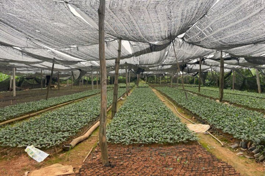 A greenhouse with rows of plants under netting. 4