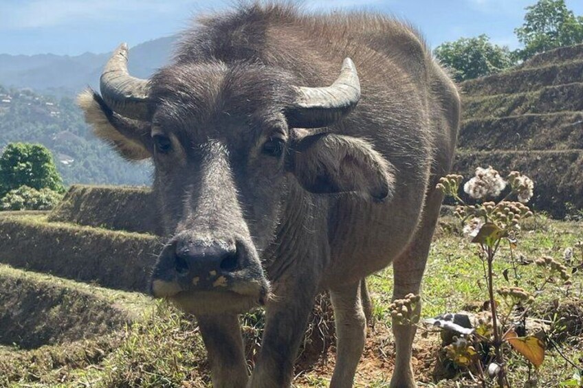 A buffalo in a hilly landscape with terraced fields. 5