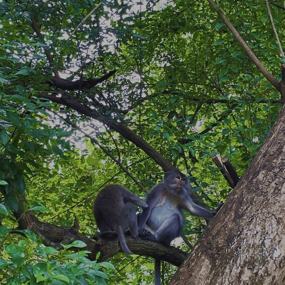 Two monkeys sitting on a tree branch in a dense green forest. 3