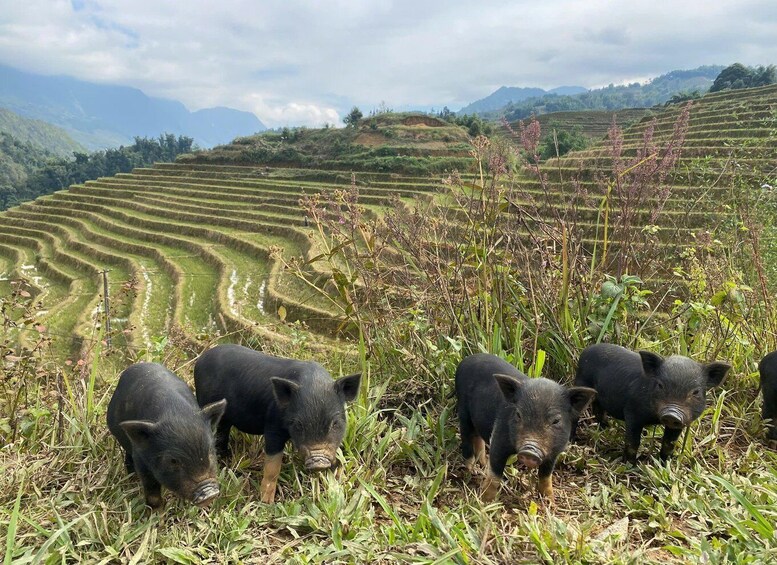 A group of pigs grazing in a terraced rice field with mountains in the background. 3