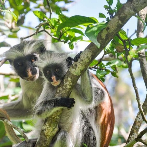 Two monkeys with white and black fur clinging to a tree branch amidst green foliage. 5