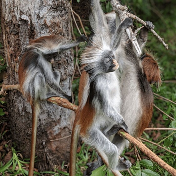 Two monkeys on a tree branch, one holding a stick. 2