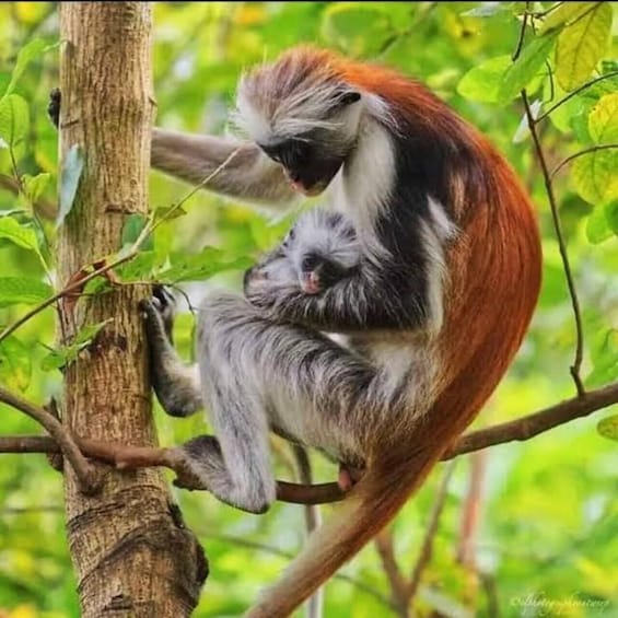 A monkey with a reddish-brown tail and grey fur holding a baby monkey. 1