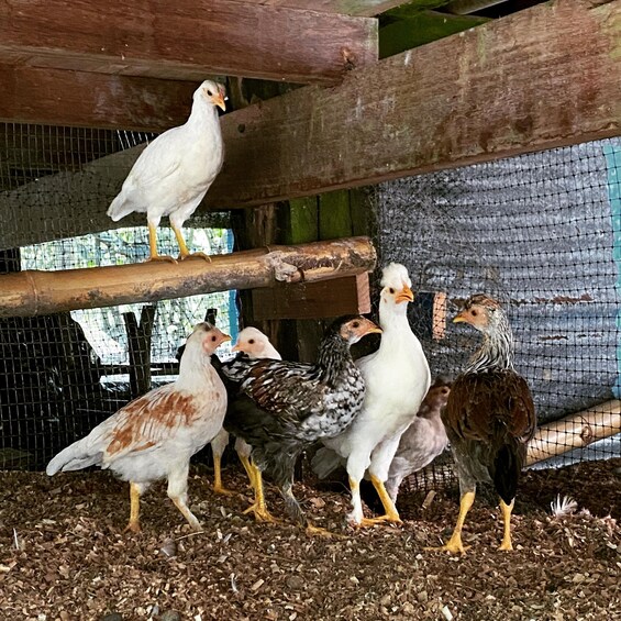 A group of chickens in a coop with wooden beams and wire mesh. 2