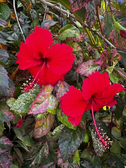 Two red hibiscus flowers with variegated leaves in a garden. 3