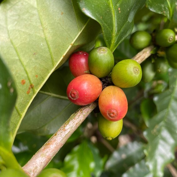 A branch with green and red unripe fruits, possibly coffee cherries, surrounded by green leaves. 5