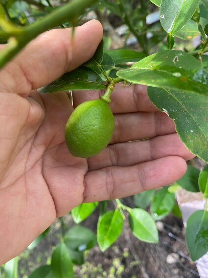 A hand holding a green fruit, possibly a lime, with leaves and branches in the background. 4
