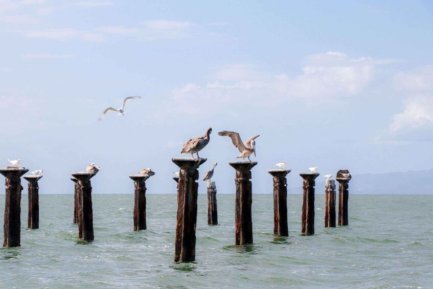 Seagulls perched on rusted pillars in the water. 1