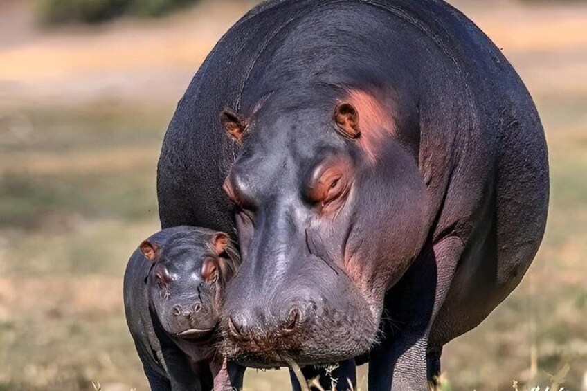 A large black animal with a smaller one nearby. 2