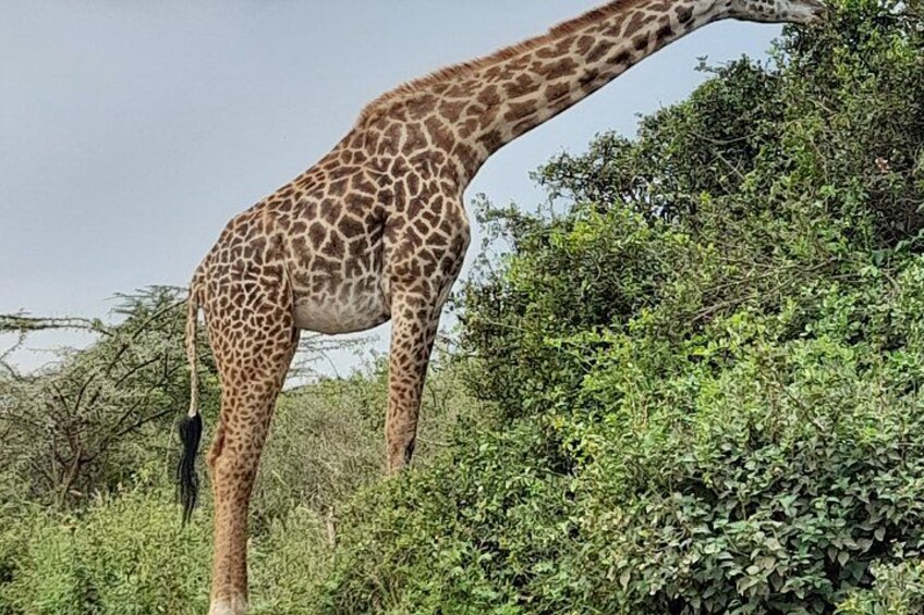 Lake Naivasha and Hell’s Gate Day Trip from Nairobi 1