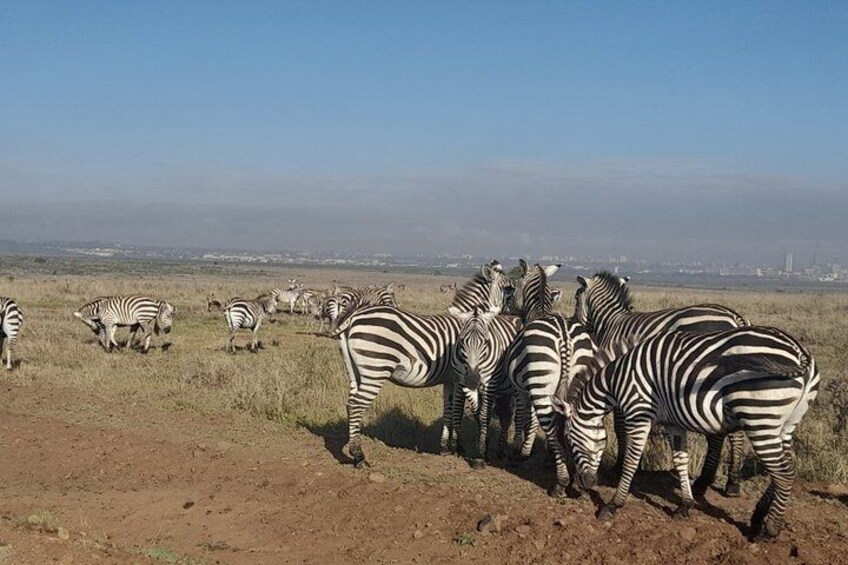 A herd of zebras grazing in a grassy field with a cityscape in the background. 4