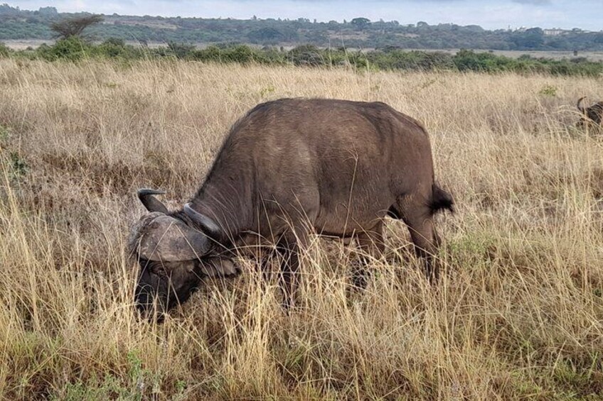 A buffalo grazing in a grassy field with a distant tree line. 5