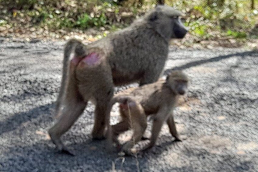 A baboon with a baby on a paved path. 3