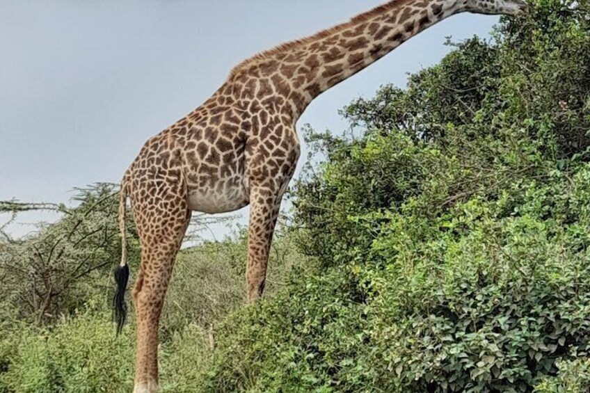 A giraffe eating leaves from a bush. 1