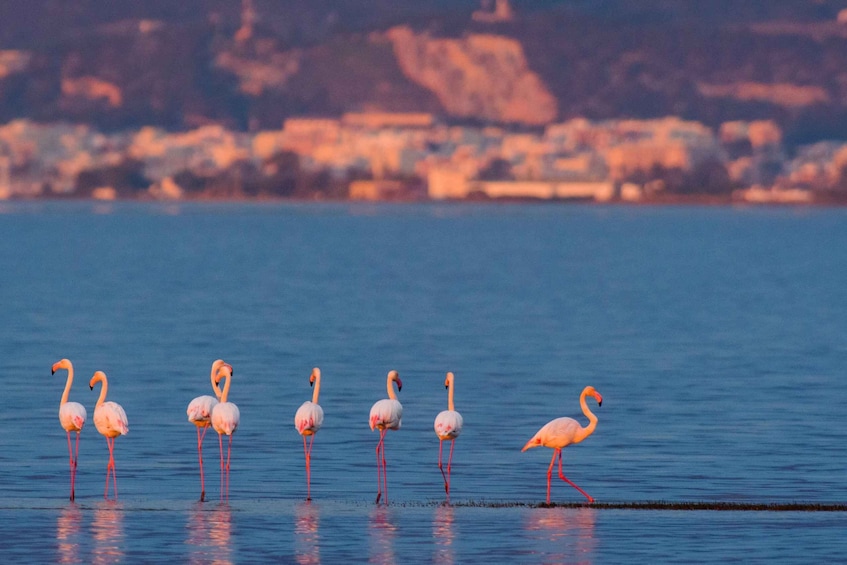 Flamingos standing in water with a cityscape in the background. 1
