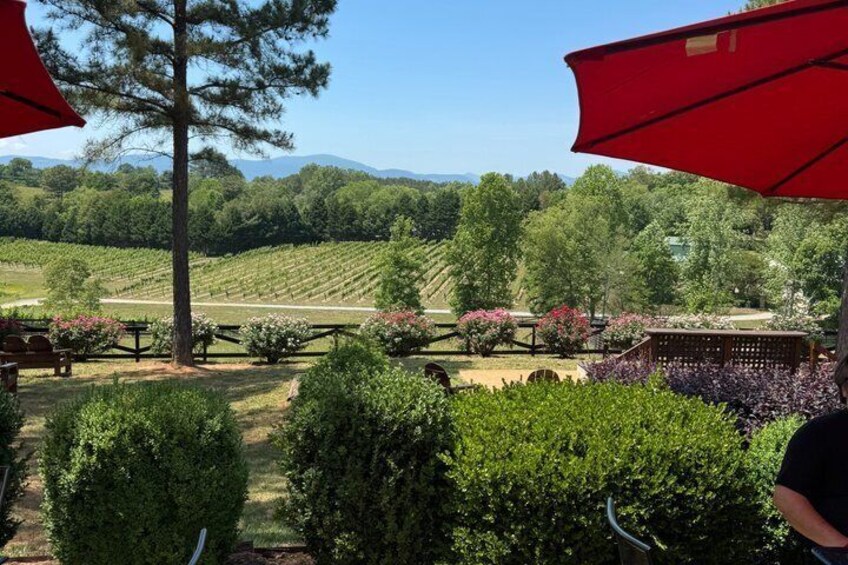 A vineyard with rows of grapevines, picnic tables, and red umbrellas. 1