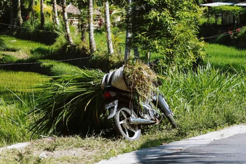 A motorcycle lying on its side on a roadside with grass and trees in the background. 5