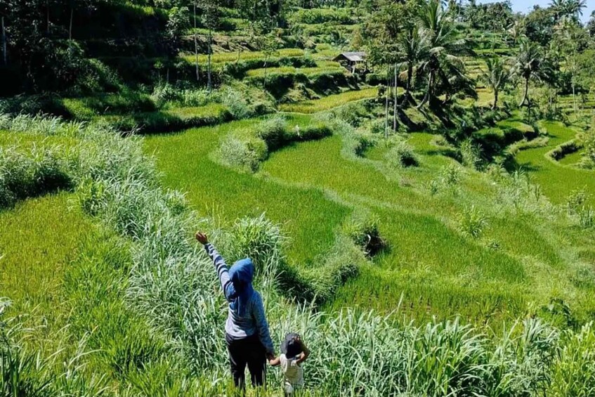 A person walking through a lush green rice paddy with terraced fields and a small house in the background. 3