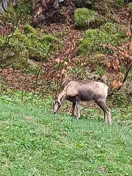 A deer grazing in a grassy area with trees and bushes in the background. 1