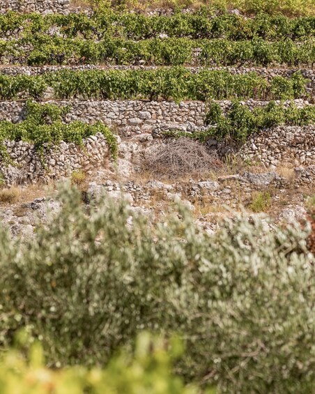 A vineyard with rows of grapevines and stone walls. 5