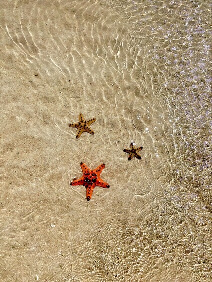Three starfish on a sandy beach with clear water. 2