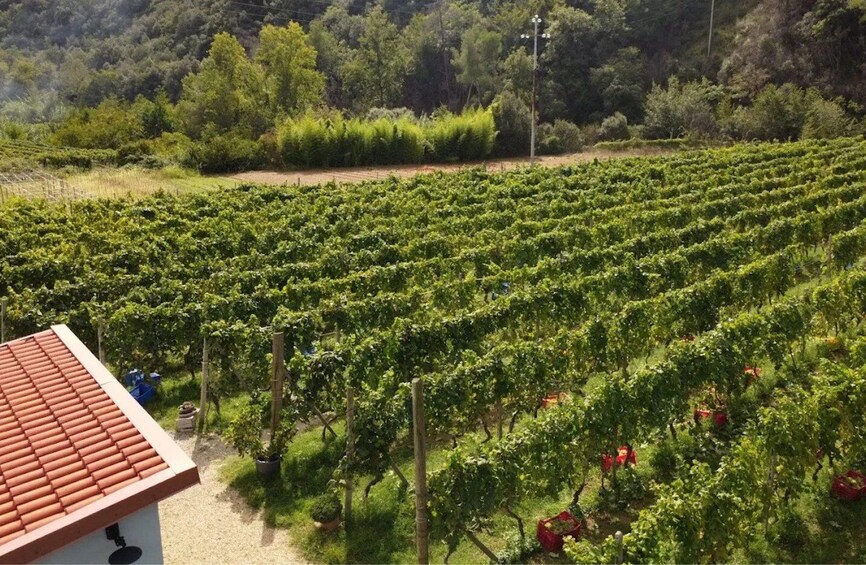 A vineyard with rows of grapevines, a building with a red roof, and a forested hillside in the background. 4