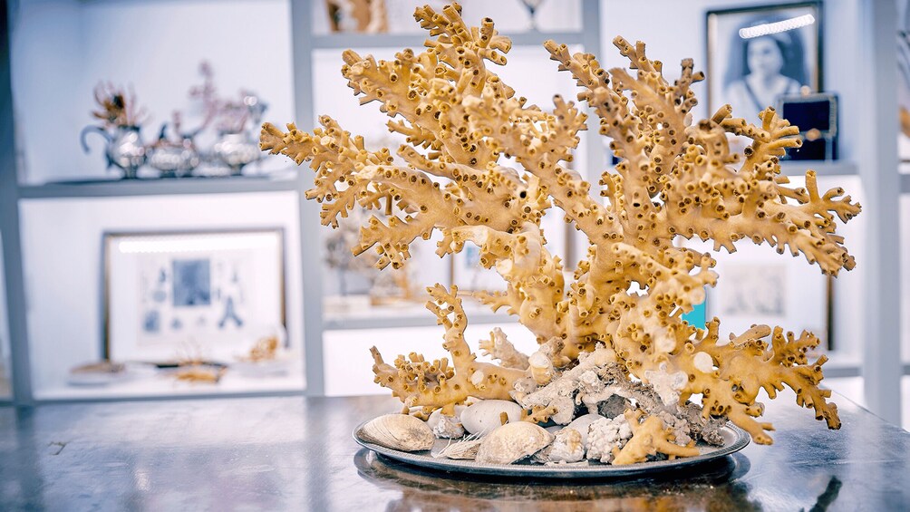 A coral reef model on a table with a blurred background of framed pictures. 1
