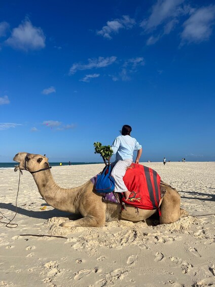 A camel with a rider on a beach. 1