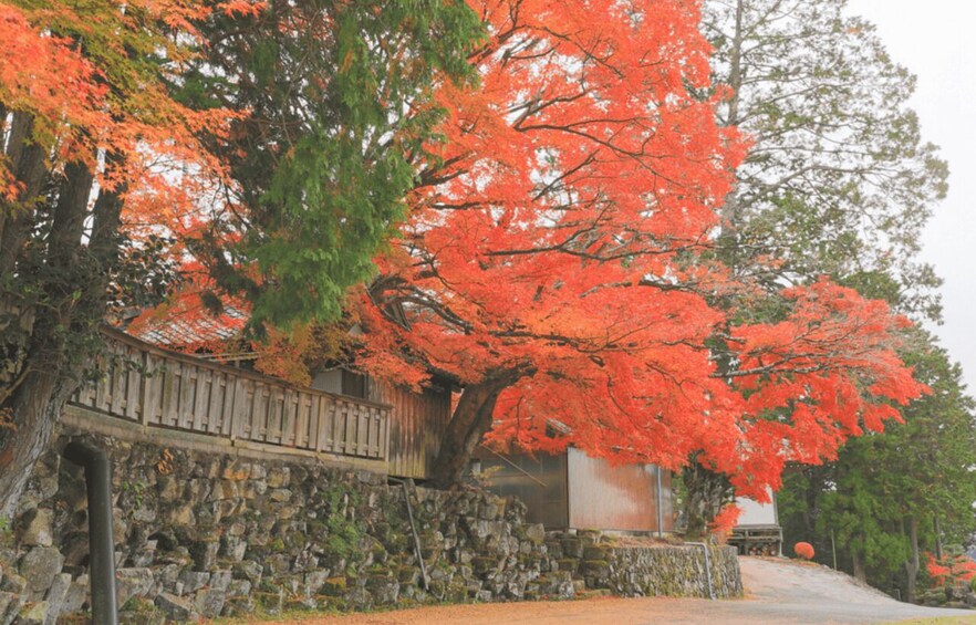 A stone wall, a wooden fence, and a building with a red maple tree in front. 2