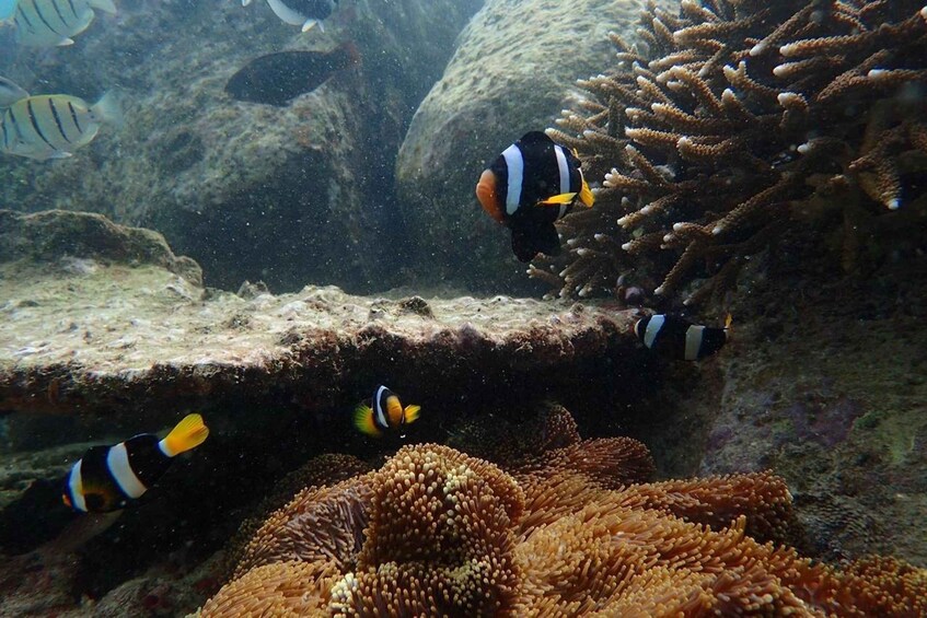 An underwater scene with clownfish swimming near coral formations. 4