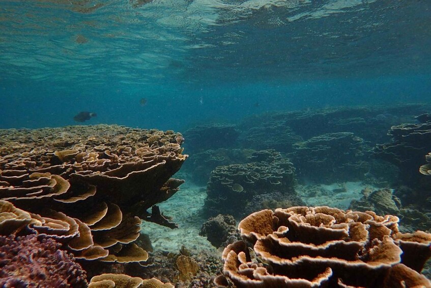 An underwater coral reef with various coral formations and fish swimming around. 5