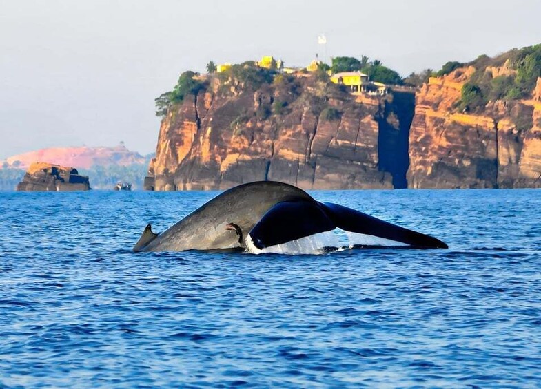 A whale breaching the water near a rocky coastline with buildings on top. 3