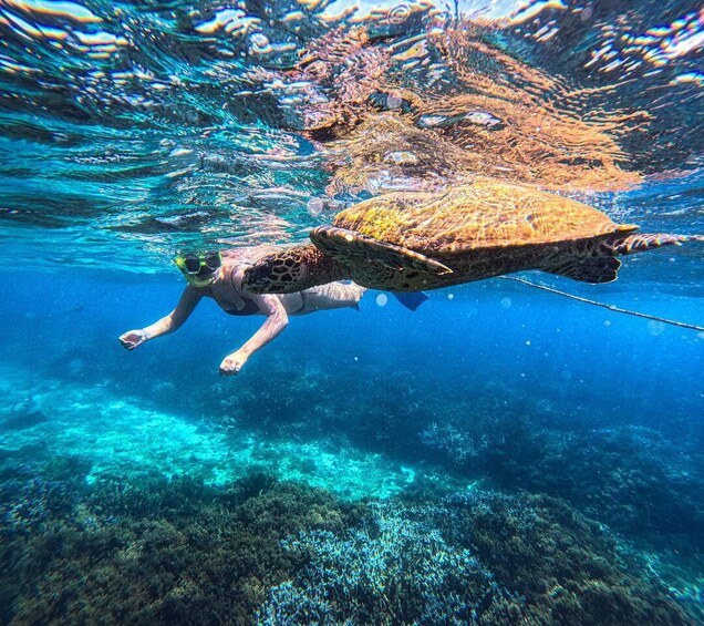 A person snorkeling underwater with a sea turtle. 2