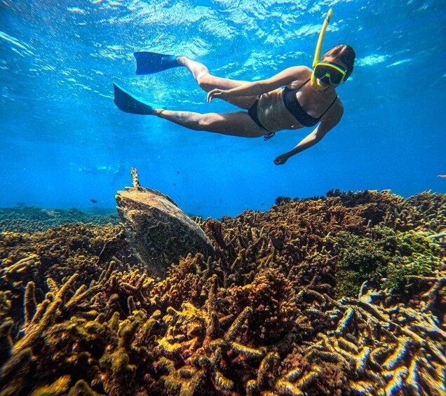 A person snorkeling underwater with coral formations and a rock. 1