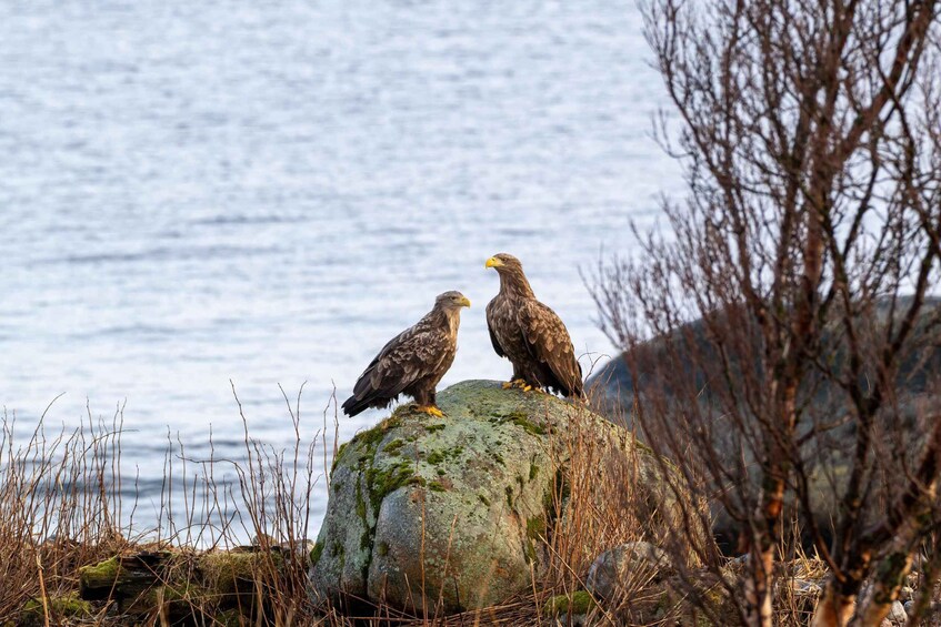 Two birds perched on a moss-covered rock by a body of water. 5