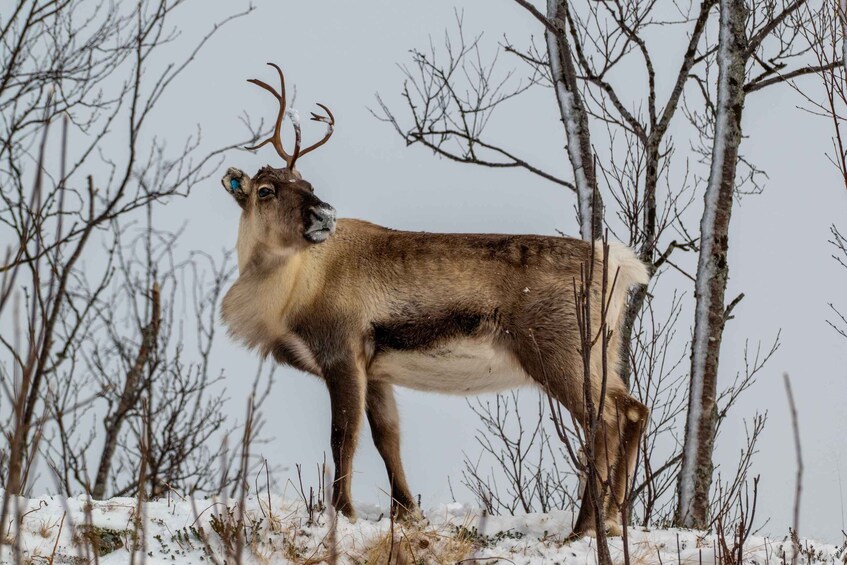 A reindeer standing in a snowy landscape with leafless trees. 2