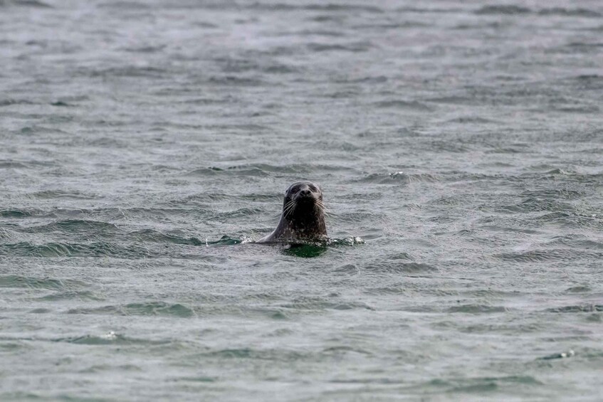 A seal swimming in the ocean. 4