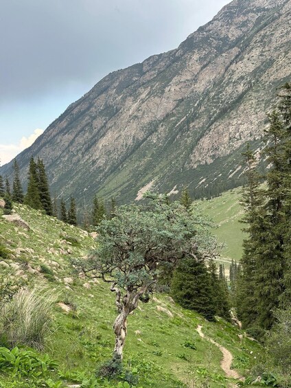 A mountainous landscape with a prominent tree in the foreground and a trail leading towards the mountain. 2