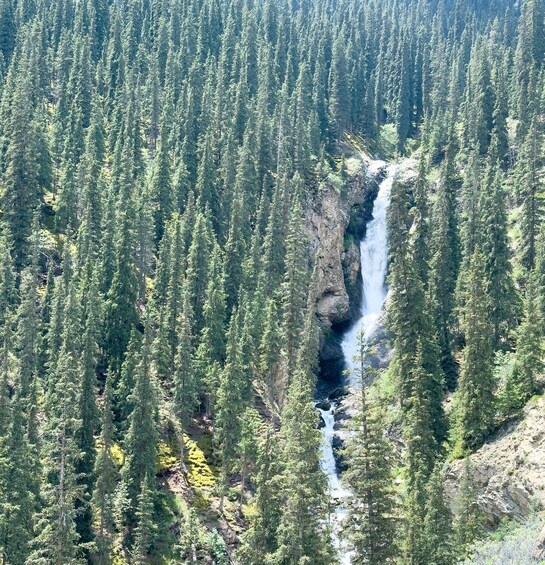 A forest with a waterfall. 4