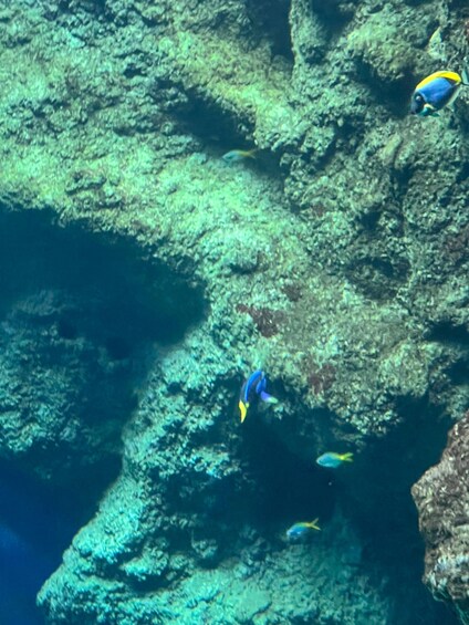 A coral reef with various fish swimming around. 4